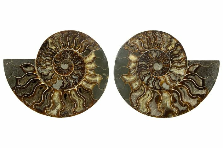 Large, Cut & Polished Ammonite Fossil - Madagasar #345533